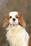 CAVALIER KING CHARLES 359
